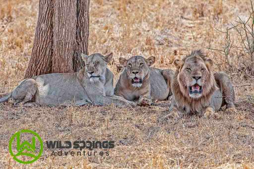 4 Days 3 Nights Meru National Park Kenya Safari